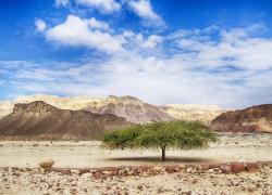 Experience Delicious Wines and Olive Oils during Israel’s Harvest Season